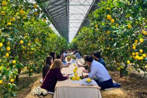 agrivoltaico