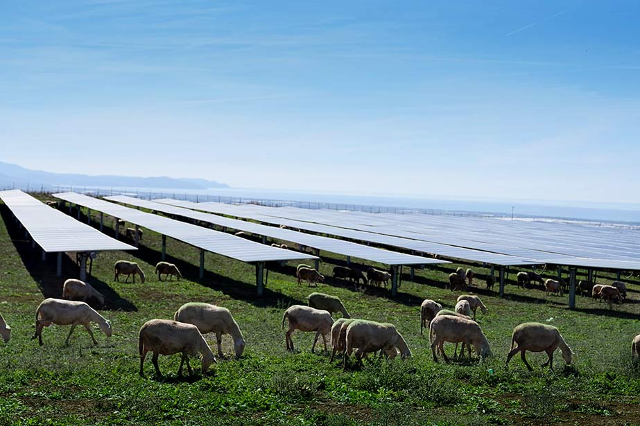 impianto agrivoltaico