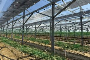 agrivoltaico