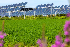 agrivoltaico