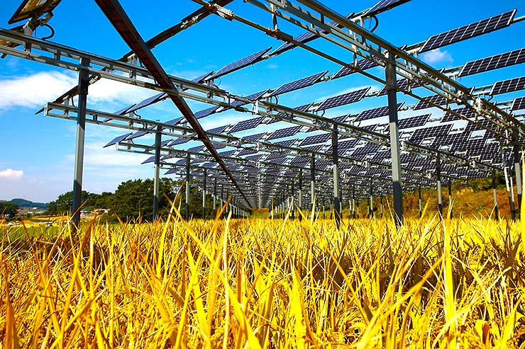 Impianti agrivoltaici con pannelli solari su strutture elevate sopra coltivazione di cereali in campo aperto